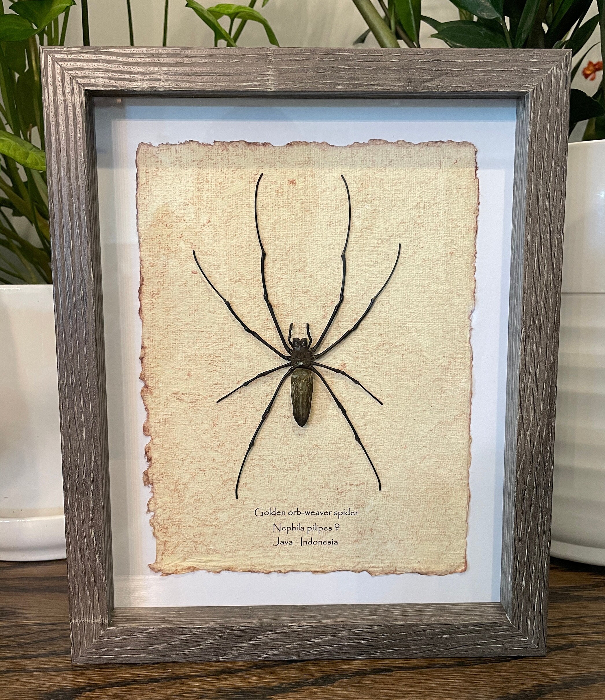 Real Giant Orbweaver Spider in Frame With 4x6 Etsy