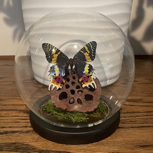 May include: A black and yellow butterfly with iridescent wings is displayed in a glass dome on a wooden base. The butterfly is perched on a dried lotus pod.