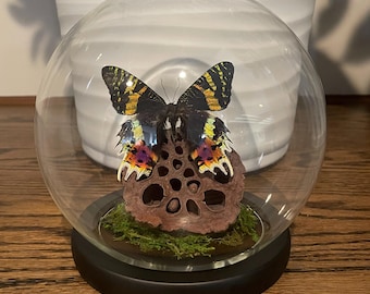 Madagascan sunset moth in glass globe, mounted on preserved lotus pod (Urania ripheus)
