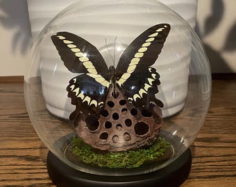 Yellow swallowtail butterfly in glass globe, mounted on preserved lotus pod (Papilio gigon)
