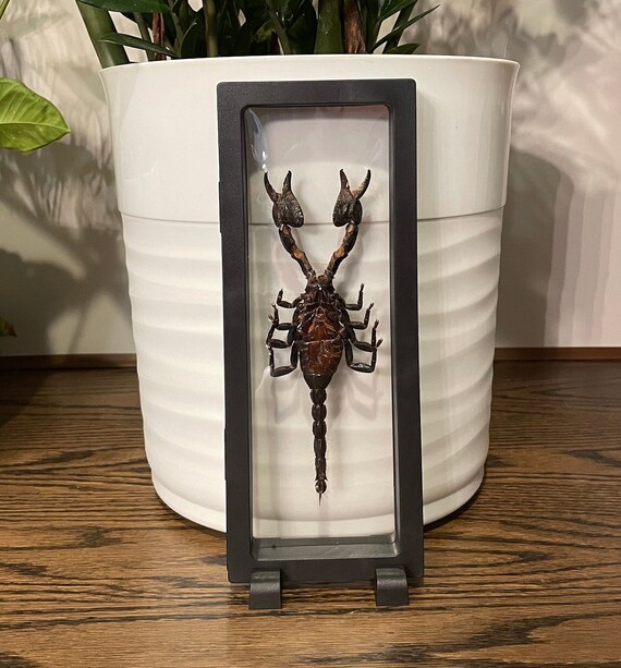 Real Giant Scorpion in See-through Plastic Display Case - Comes