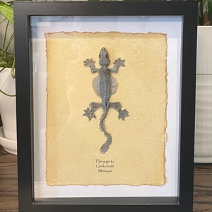 Flying gecko mounted in 9&quot;x11&quot; frame, with information card on back (Gekko kuhli)