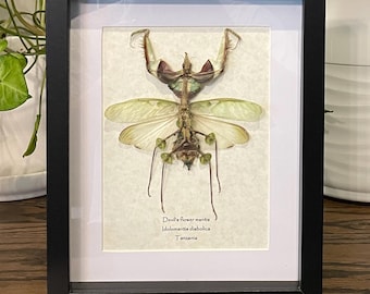 Framed Devil's Flower Mantis: Preserved Insect Shadow Box