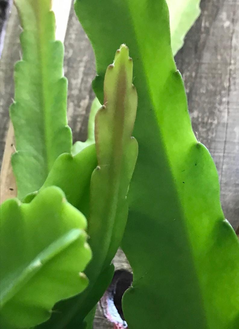 4 Epiphyllum (Red) Unrooted Cuttings