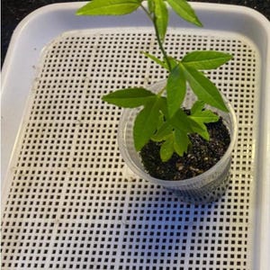 One Banana Passion Fruit Starter Plant