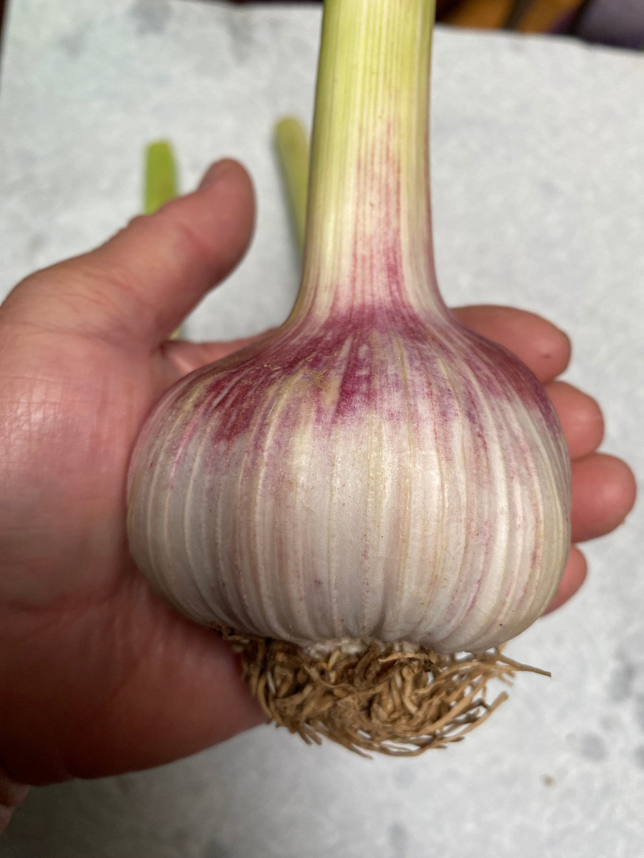 3 Fresh Hardneck Garlic
