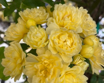 3 Yellow Lady Banks Climbing Rose Cuttings for Propagation