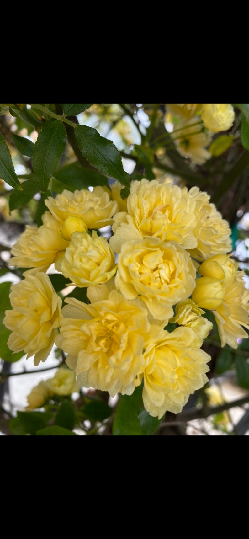 3 Yellow Lady Banks Climbing Rose Cuttings for Propagation Etsy