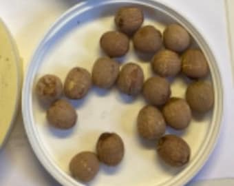 18 Lotus Seeds  (See First Picture)