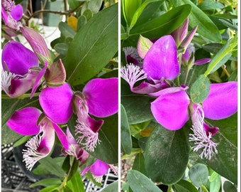 5 Polygala dalmaisiana - Sweet-pea Shrub Cuttings