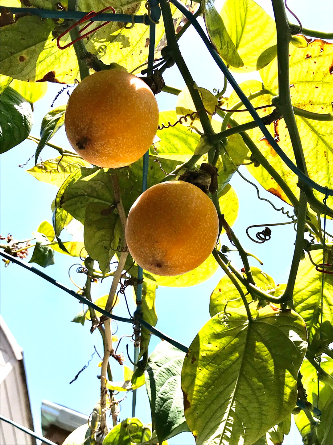 thumbnail image 2 of Sweet Granadilla Passion Fruit Seeds – 10 Yellow Passionfruit Vine Seeds By Seedville USA 2 of 5