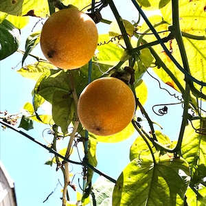 10 Golden Yellow Passion Fruit SEED( Passiflora Ligularis / Sweet Granadilla