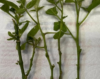 5 Pepino Melon Plant UNROOTED Cuttings For Propagation