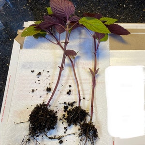 3 Shiso Small Plants. Leaves are Green and Purple