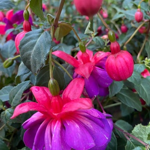 4 Fuchsia Fresh Cuttings for Propagation