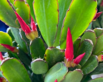 6 Easter Cactus Cuttings for Easy Propagation