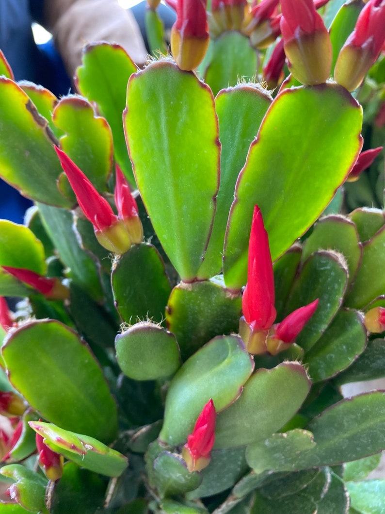 6 Easter Cactus Cuttings for Easy Propagation Etsy