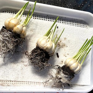 3 Garlic Live Plants