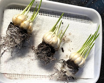 3 Garlic Live Plants