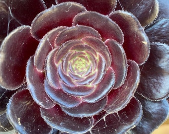 2 Aeonium arboreum / Black Rose Tree FRESH CUTTINGS .Rare, Easy to Propagate