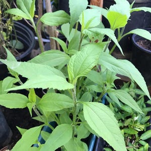 5 Sunchoke Starter Plants 土伏苓，菊芋, Jerusalem Artichoke, Earth Apple, Sun Root Vegetable.