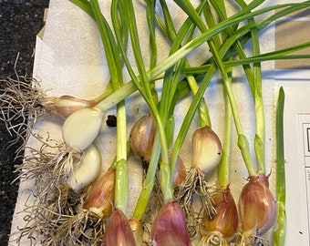 18 Garlic Live Plants