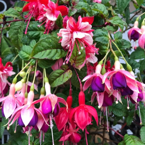 5 Fuchsia Fresh Cuttings For Propagation Randomly Cut From Our Collection