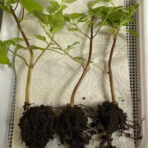 3 Shiso Starter Plants