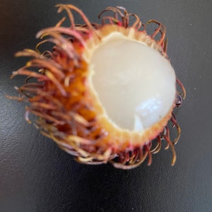 6 Rambutan Seeds