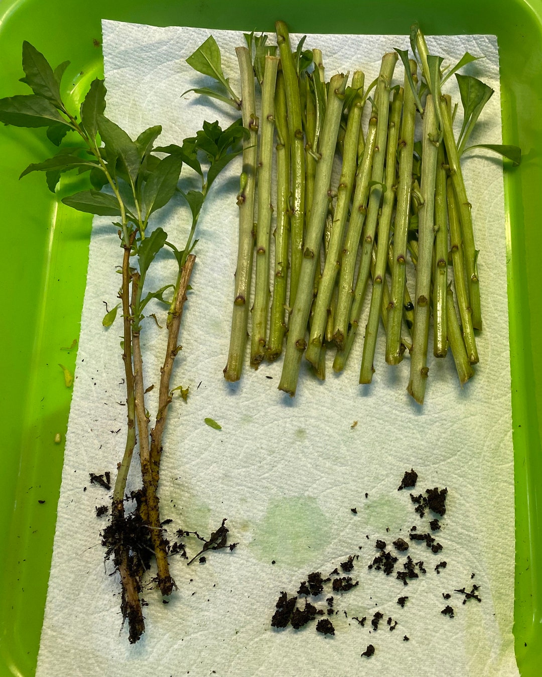 20 Goji Leave Plant Unrooted Cuttings for Propagation - Etsy