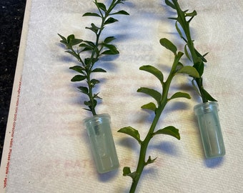 3 Finger Lime Fresh Cuttings for Grafting or Propagation.  Rare to Find.