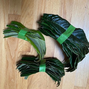 36 Loquat Leaves 枇杷葉Freshly Picked From Tree on Shipping Day