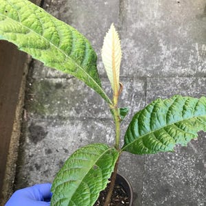 1 Loquat Starter Plant 枇杷