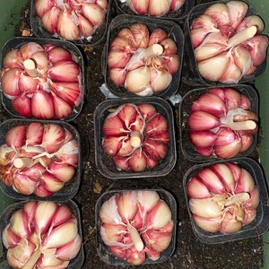 3 Hard-neck Garlic Bulbs For Planting, White / Purple Garlic