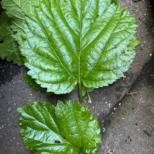 30 Fresh Mulberry Leaves