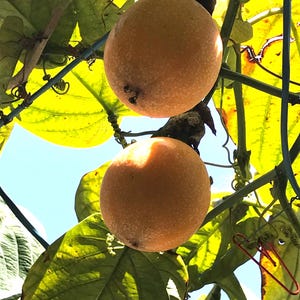 One Golden Passion Fruit Starter Plant