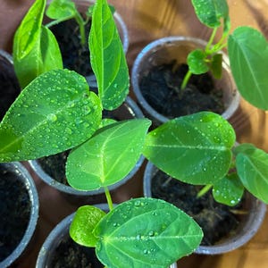 One Golden Passion Fruit Starter Plant
