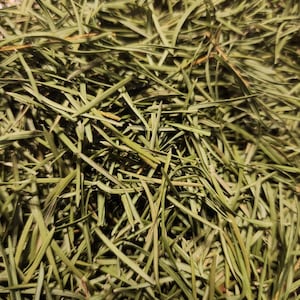 Dried Douglas Fir Needles