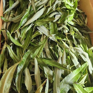 Dries Willow Leaves for pets