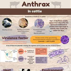 Puede incluir: Una infografía sobre el ántrax en el ganado vacuno, una enfermedad bacteriana que afecta al ganado. La infografía incluye información sobre los síntomas, la transmisión y la prevención de la enfermedad. También incluye un diagrama de la bacteria y sus factores de virulencia.