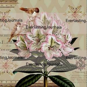 May include: A vintage botanical illustration of a pink and white rhododendron flower with green leaves. Two small brown birds are perched on the flower. The image is framed with a gold border and has text in French.