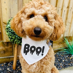 Male dog costumes discount