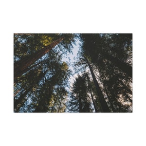 Forest Photo Print, Looking up through the Redwoods, California Fine Art, Forest Decor, Print on Paper, Canvas, or Metal, Home & Office