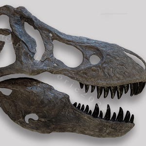 Lebensgroßer Tyrannosaurus rex (4 Fuß) Wandschädel