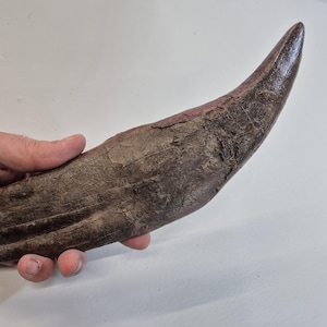 Tyrannosaurus rex 33cm Fossilized Tooth Cast (From genuine specimen) With removable display base