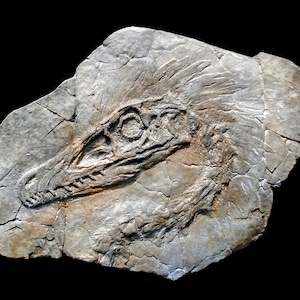 Velociraptor mongoliensis In Matrix replica With Traces of Fossilized Feathers