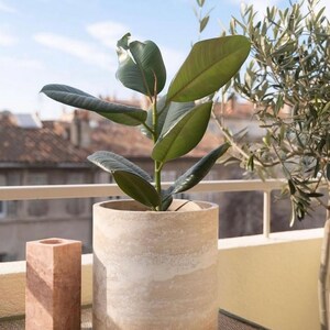 May include: A rubber plant with dark green, oval-shaped leaves potted in a cylindrical, beige-toned stone planter with a textured, marbled surface. Next to the planter stands a tall, rectangular, pink-hued stone candle holder or vase.
