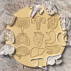 Ausstechformen für menschliche Organe: Gehirn, Lunge, Niere, Magen | Ausstechformen für Biologie und Anatomie | Geschenk für Medizinstudenten