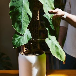 Puede incluir: Una planta Philodendron con hojas grandes, alargadas y de color verde oscuro que crecen hacia arriba a lo largo de una estructura de soporte vertical marrón con patrón de panal. La planta está en una maceta cilíndrica blanca mate.