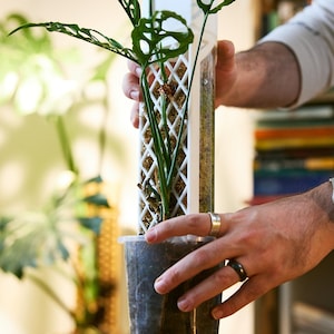 May include: A Monstera adansonii plant growing upward on a white, lattice-patterned plastic moss pole. The plant is rooted in a clear, square plastic pot filled with dark soil, and the pole is filled with brown, fibrous sphagnum moss.